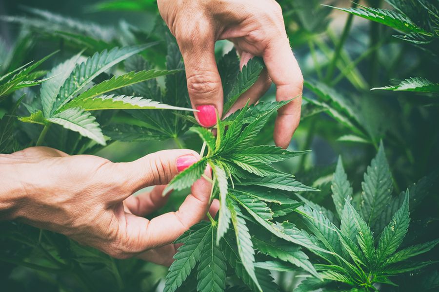 Coltivare i semi di marijuana a casa: è possibile? - Societa 